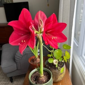 Meet your Posher, Christine